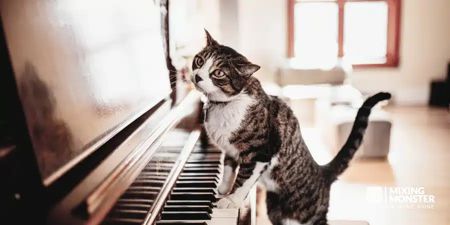 Cat Playing Piano Cat Playing Piano